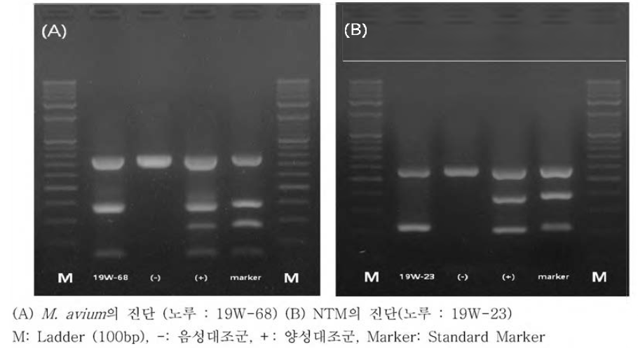 배양된 야생동물 유래 Mycobacterium의 PCR 사진