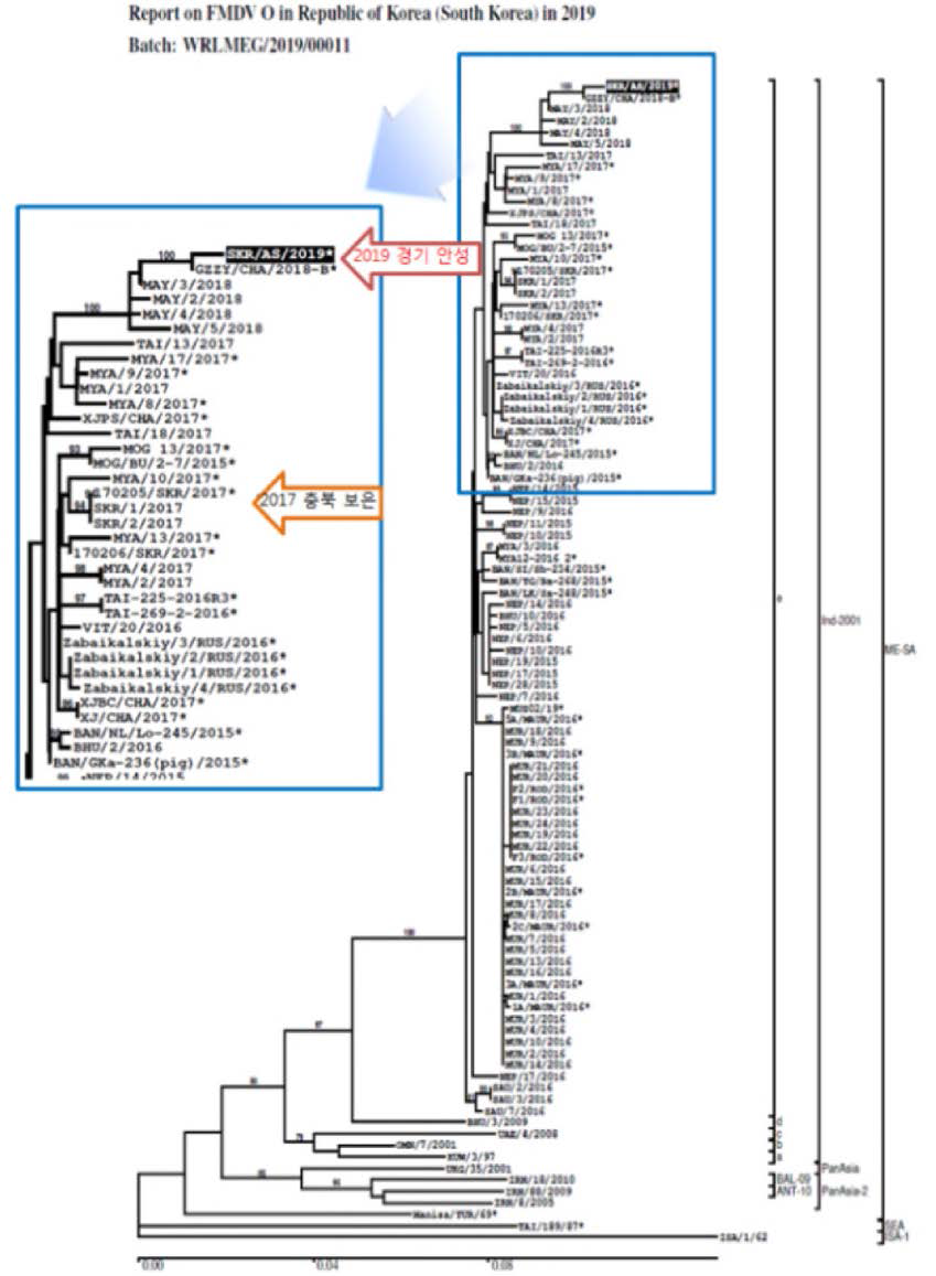 2019년 국내 발생 O형(경기 안성)와 유전계통 분석 결과(WRLFMD 출처) ※ 2018년 구제역 OIE/FAO Laboratory meeting에서 O/ME-SA/Ind-2001d를 O/ME-SA/Ind-2001d 및 O/ME-SA/Ind-2001e로 세분화됨. 2017년 및 2019년 국내 발생은 모두 O/ME-SA/Ind_2001e임