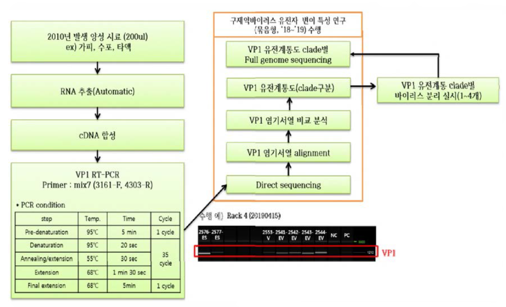 구제역 제5차 발생시료(‘10.11.~’11.4.)대상 VP1유전계통 확인 및 바이러스 분리 진행 절차