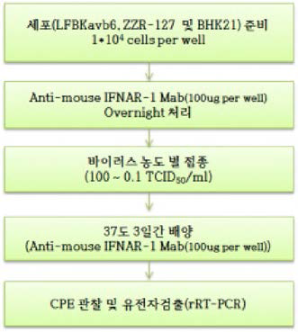 인터페론 반응을 억제하는(항체 적용 등) 세포 배양 flowchart