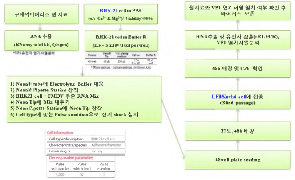 구제역바이러스 RNA Electrophoresis 수행 절차