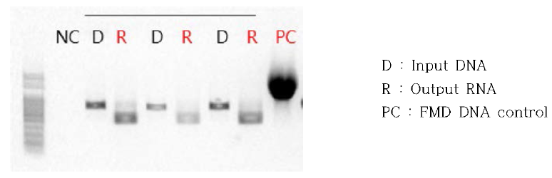 구제역바이러스 VP1 유전자의 RNA transcription을 통한 증폭 예비 실험