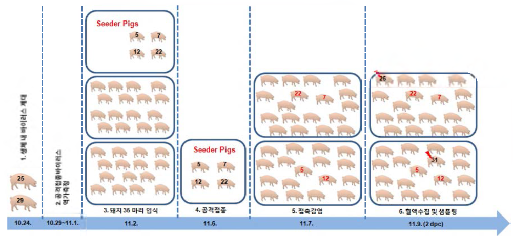 구제역감염 일자별 돼지 혈청 생산 실험 모식도