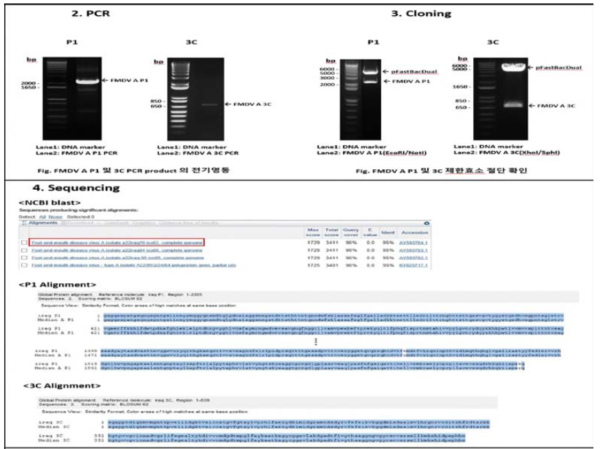 FMDV Type A (A22 Iraq주) 재조합단백질 유전자 작업