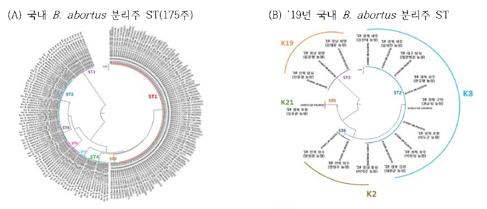 MLSA를 이용한 국내 B. abortus균주(175주)의 유전학적 특성분석