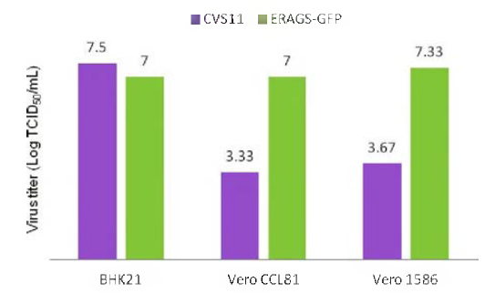 혈청검사용 고정주 CVS11 바이러스와 ERAGS-GFP 바이러스의 세포별 증식능 비교