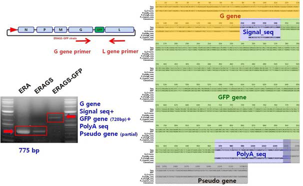 ERAGS-GFP 바이러스에서 G와 L유전자 프라이머쌍을 이용하여 RT-PCR한 증폭산물(좌)과 염기서열 분석후 확인된 유전자(우)