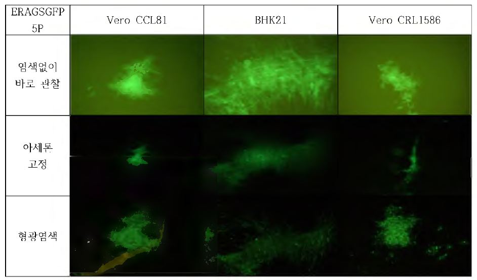 ERAGS-GFP 바이러스의 세포 접종후 형광 발현 비교