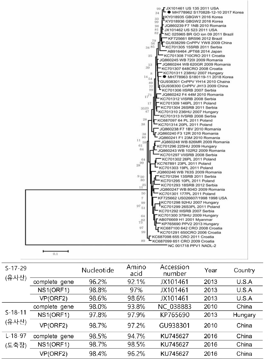 PPV2 유전자를 이용한 phylogenetic tree 및 유전자 서열 상동성 분석