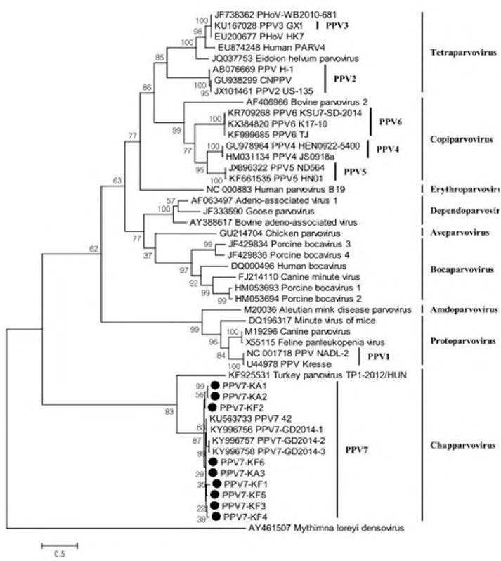 분리된 돼지파보바이러스7 VP 이미노산 서열을 아용한 phylcgenetic tree 분석, Parvovirinae 아과에 속하는 39개의 바이러스의 VP 아미노산 서열을 이용한 phylogenetic tree 분석(Ref; Xirg et al., 2018)