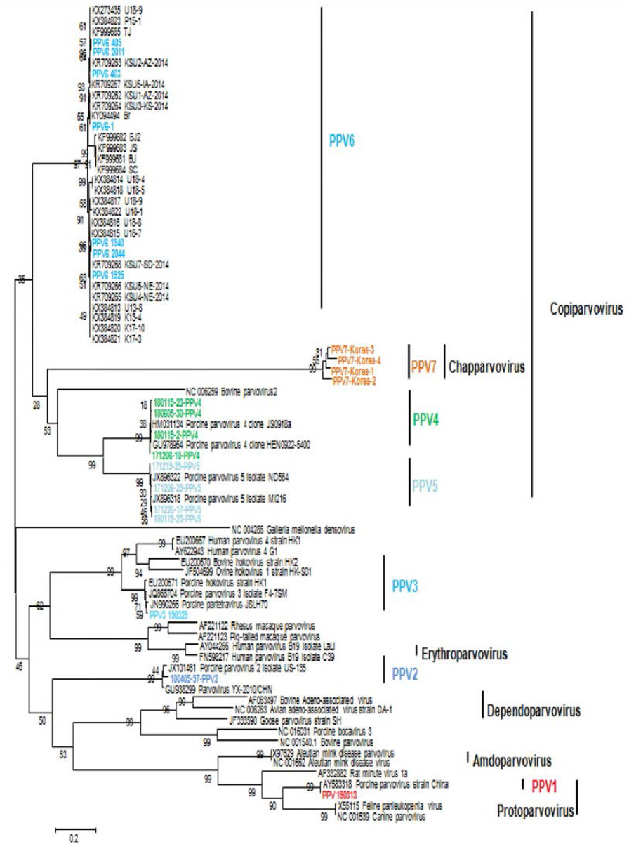 돼지파보바이러스 1-7 유전자 분석