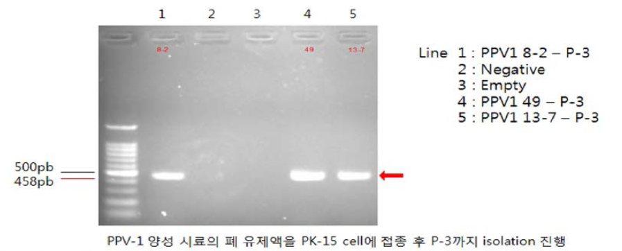 PPV1 양성 돼지시료에서 PK-15 cell에 유제액을 접종하여 계대후 상층액을 추출후 바이러스 분리 확인[결과 판독; PPV1 바이러스 VP2 유전자 size: 458bp]