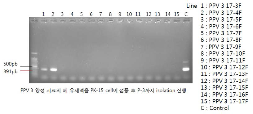 돼지 폐조직 시료 PCR (Bioneer hotstart) PK-15 cell 접종 3계대