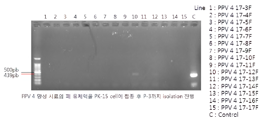 돼지 폐조직 시료 PCR (Bioneer hotstart) PK-15 cell 접종 3계대 [결과 판독; PPV 3 바이러스 VP2 유전자 size： 391bp]