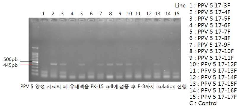 돼지 폐조직 시료 PCR (Bioneer hotstart) PK-15 cell 접종 3계대 [결과 판독; PPV 5 바이러스 VP2 유전자 size： 391bp]