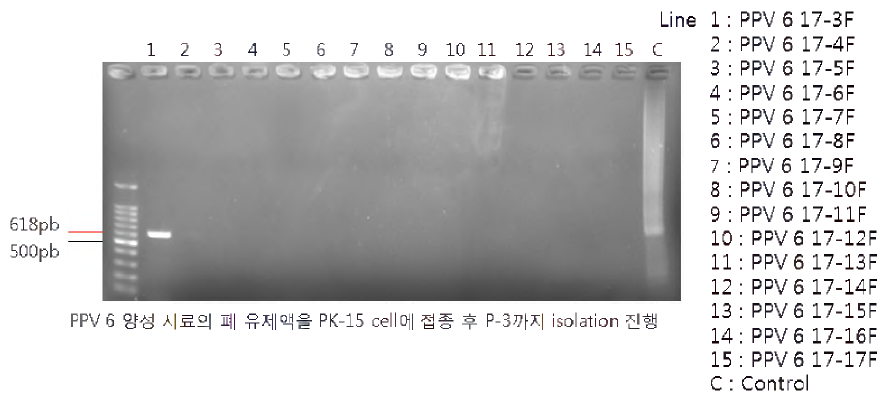 돼지 폐조직 시료 PCR (Bioneer hotstart) PK-15 cell 접종 3계대 [결과 판독; PPV 6 바이러스 VP2 유전자 size： 391bp]