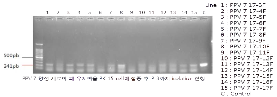 돼지 폐조직 시료 PCR PK-15 cell 접종 3계대 [결과 판독; PPV 7 바이러스 VP2 유전자 size: 391bp]