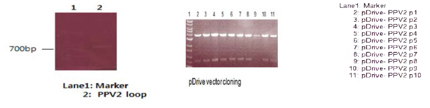 PPV2 VP2-loop 유전자 클로닝 (참조: Attila et al., 2016)