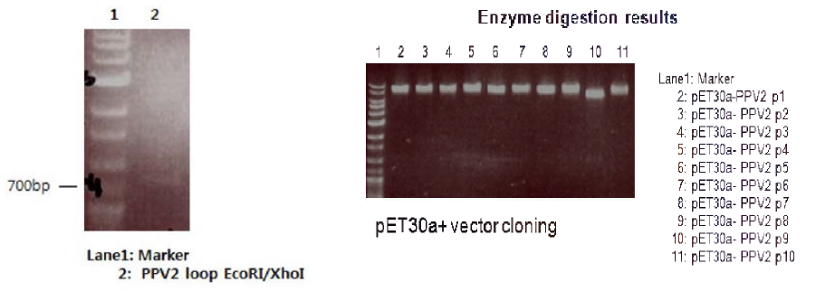 PPV2 VP2-loop 유전자를 대장균 발현 벡터 클로닝