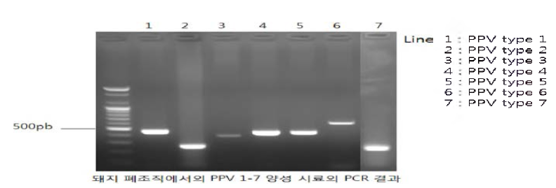 PPV type 1-7 PCR (Bioneer hotstart)