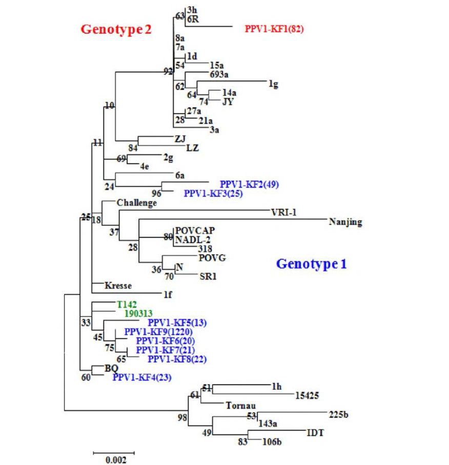 PPV1 VP2 유전자를 이용한 phylogenetic tree 분석(cadar et al., 2012 참고)