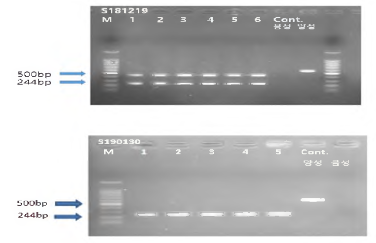 돼지 비즙 시료 conventional RT-PCR (SIV NF kit) [결과 판독; 인플루엔자 A 바이러스 M 유전자 size: 244bp，신종인플루엔자 M 유전자 size: 452bp]