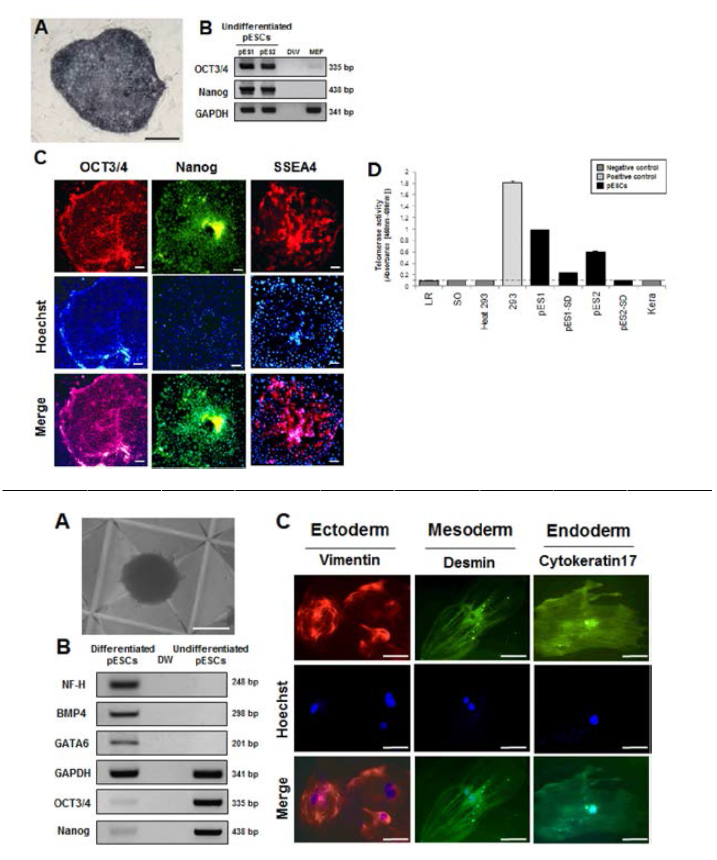 배아줄기세포 전사인자 및 분화 관련 특이유전자 발현 확인