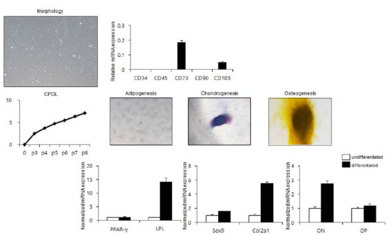 칡소 지방조직 유래 성체줄기세포 모양 및 특성 분석