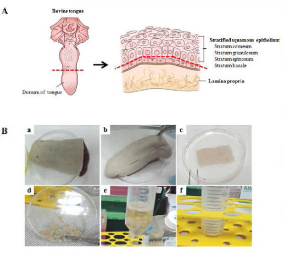 소 혀조직 유래 성체줄기세포 분리 과정 (특허 내용 일부)