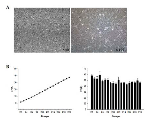 소 혀조직 유래 성체줄기세포 모양(A) 및 성장곡선(B)