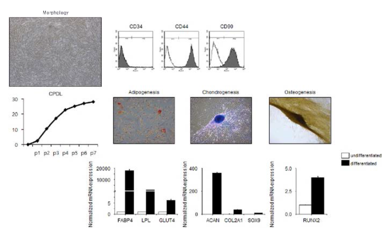 개 지방조직 유래 성체줄기세포 모양 및 특성 분석