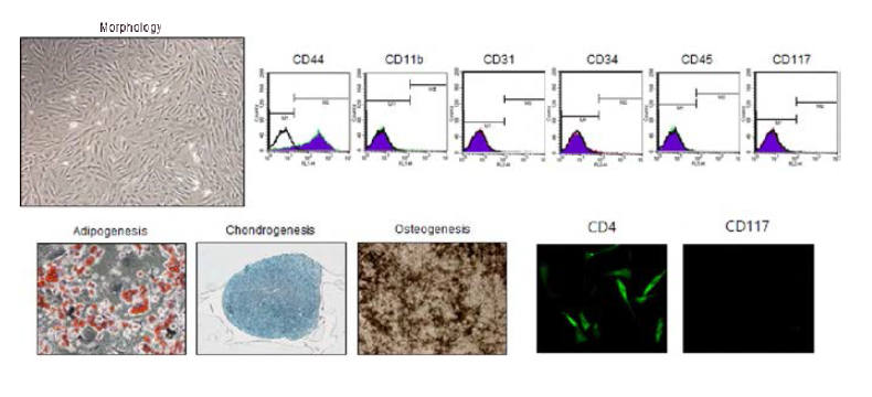 쥐 지방조직 유래 성체줄기세포 모양 및 특성 분석