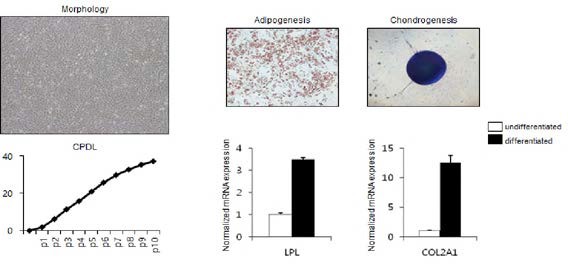 닭 지방조직 유래 성체줄기세포 모양 및 특성 분석