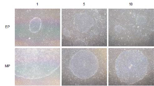 돼지 유도만능줄기세포의 계대 배양법에 따른 콜로니 모양