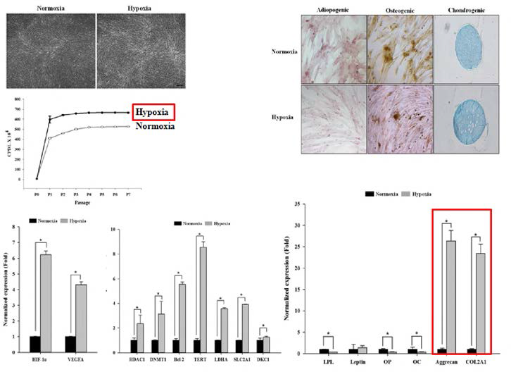 저산소 환경에서 개 성체줄기세포의 증식능，분화능 비교