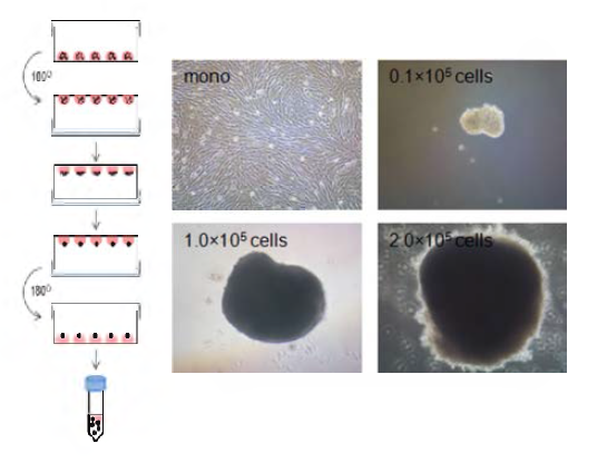 성체줄기세포 spheroid 형성 과정 및 형성 사진