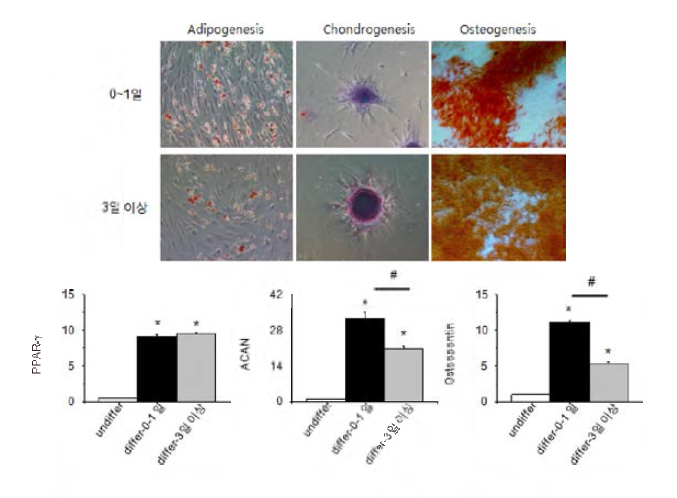 조직 수집 후 경과시간에 따른 성체줄기세포의 중배엽 분화능