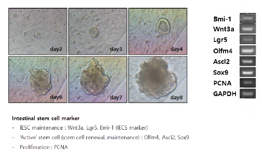 미니돼지 소장 유사체 장 오가노이드 장 특이마커 특성 분석