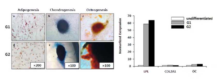 장기 저장 성체줄기세포의 중배엽 분화능 관련 인자 발현