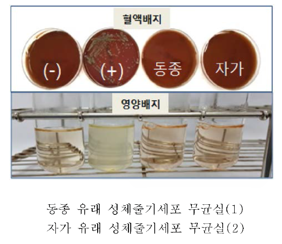 줄기세포 박테리아 오염검사