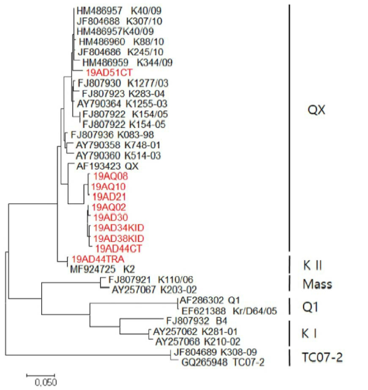 2019년 IBV 야외분리주 계통수(phylogenitic tree). S1 유전자 HVR(hyper variable region) 분석 결과 대부분 QX형이었으며, 한 건에서 QX형과 KII형의 복합 감염이 확인됨