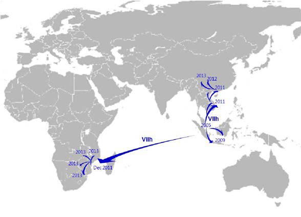 World spread of VHh genotype of Newcastle disease virus. The virus was first reported in Malaysia in 2004 and then spread into neighboring countries and souther Africa