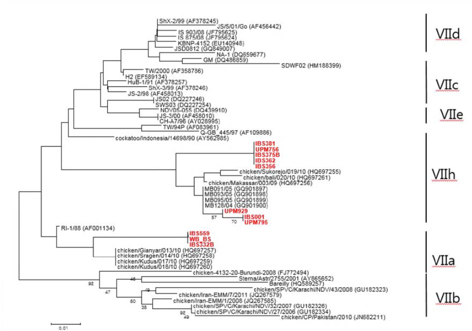 Phylogenetic tree of F gene of Malaysin NDV isolates, supplied by UPM