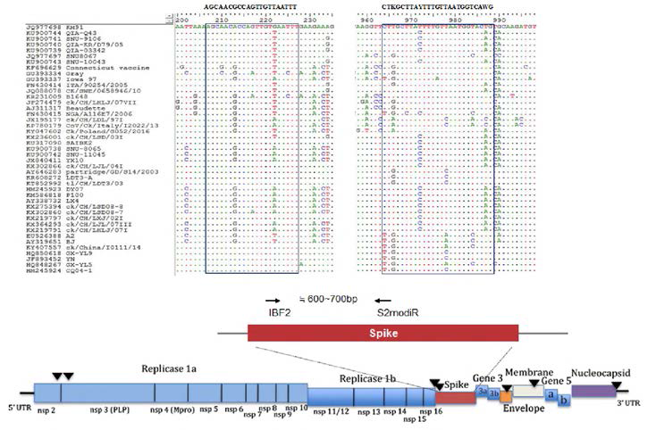 Sequence information of primer set of current RT-PCR kit used in Korea