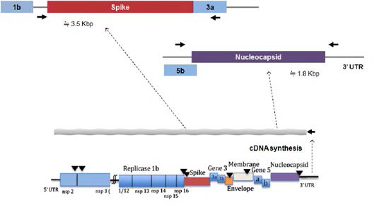 Schematic diagram of primer sets for amplification of open reading frames (ORFs) of S and N genes of IBV by RT-PCR