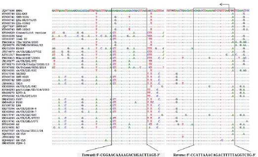 Primer sequences and sequence comparison of amplification of ORF of IBV S gene by RT-PCR
