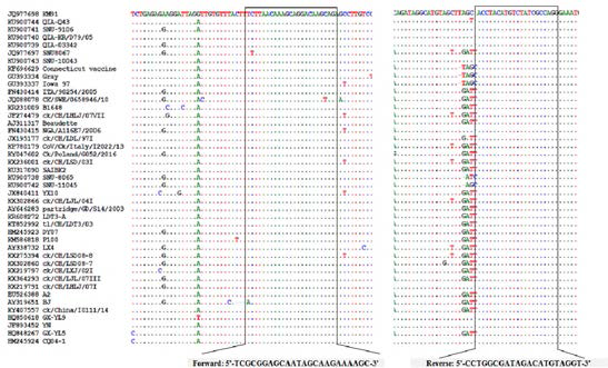 Primer sequences and sequence comparison of amplification of ORF of IBV N gene by RT-PCR
