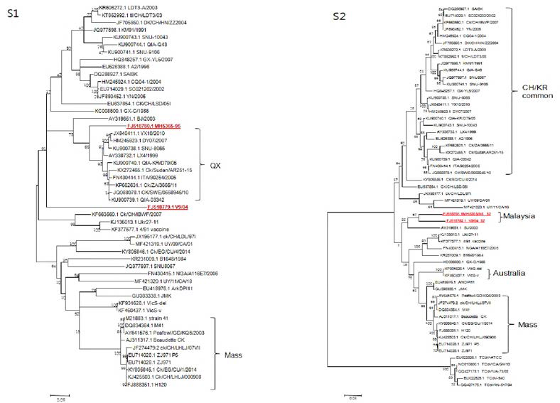 Phylogenetic tree of SI (A) and S2 (B) sequences of Malaysian IBV isolates