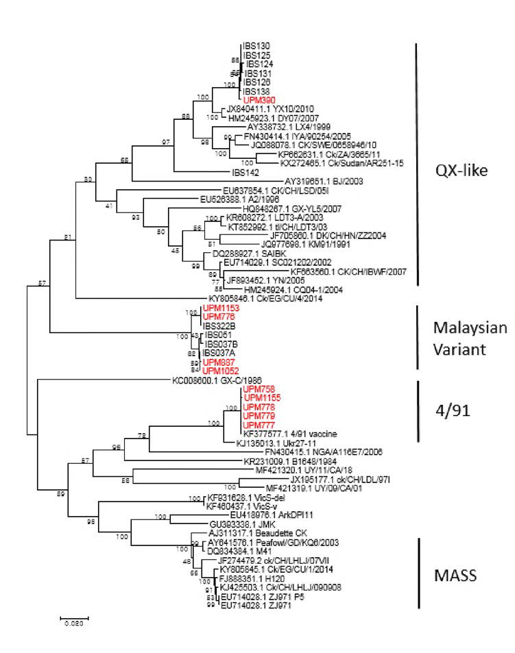 Phylogenetic tree of F gene of Malaysian IBV isolates, supplied by UPM