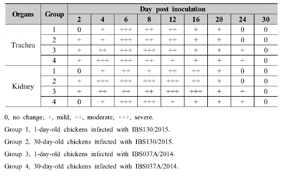 Severity of tracheal and renal microscopical lesions in SPF chickens infected with different IBV strains